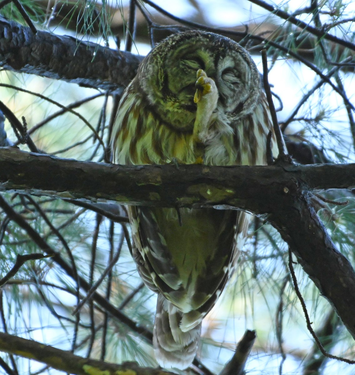 Barred Owl - ML222027111