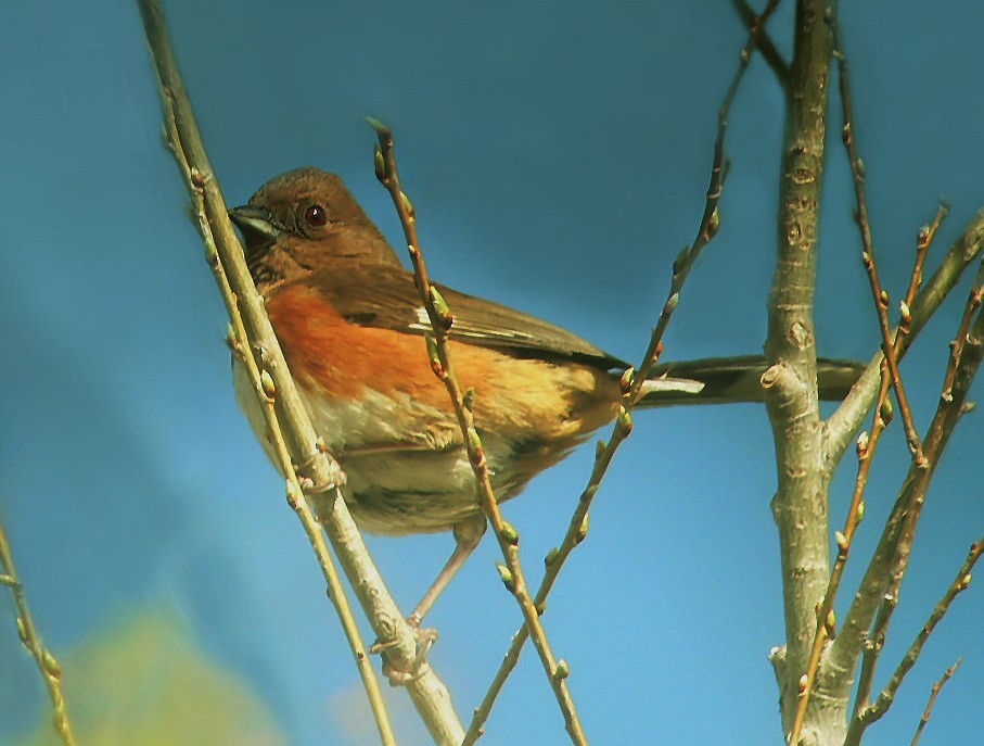 Eastern Towhee - Bill Maynard