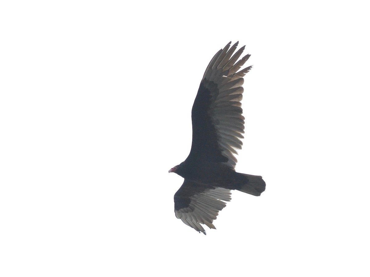 Turkey Vulture - ML222027671