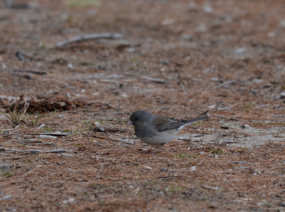Dark-eyed Junco - ML222028351