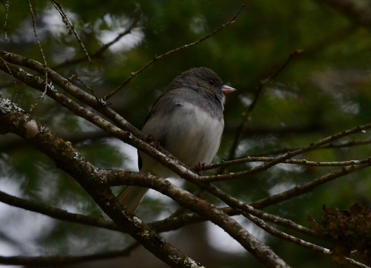 Dark-eyed Junco - ML222028381