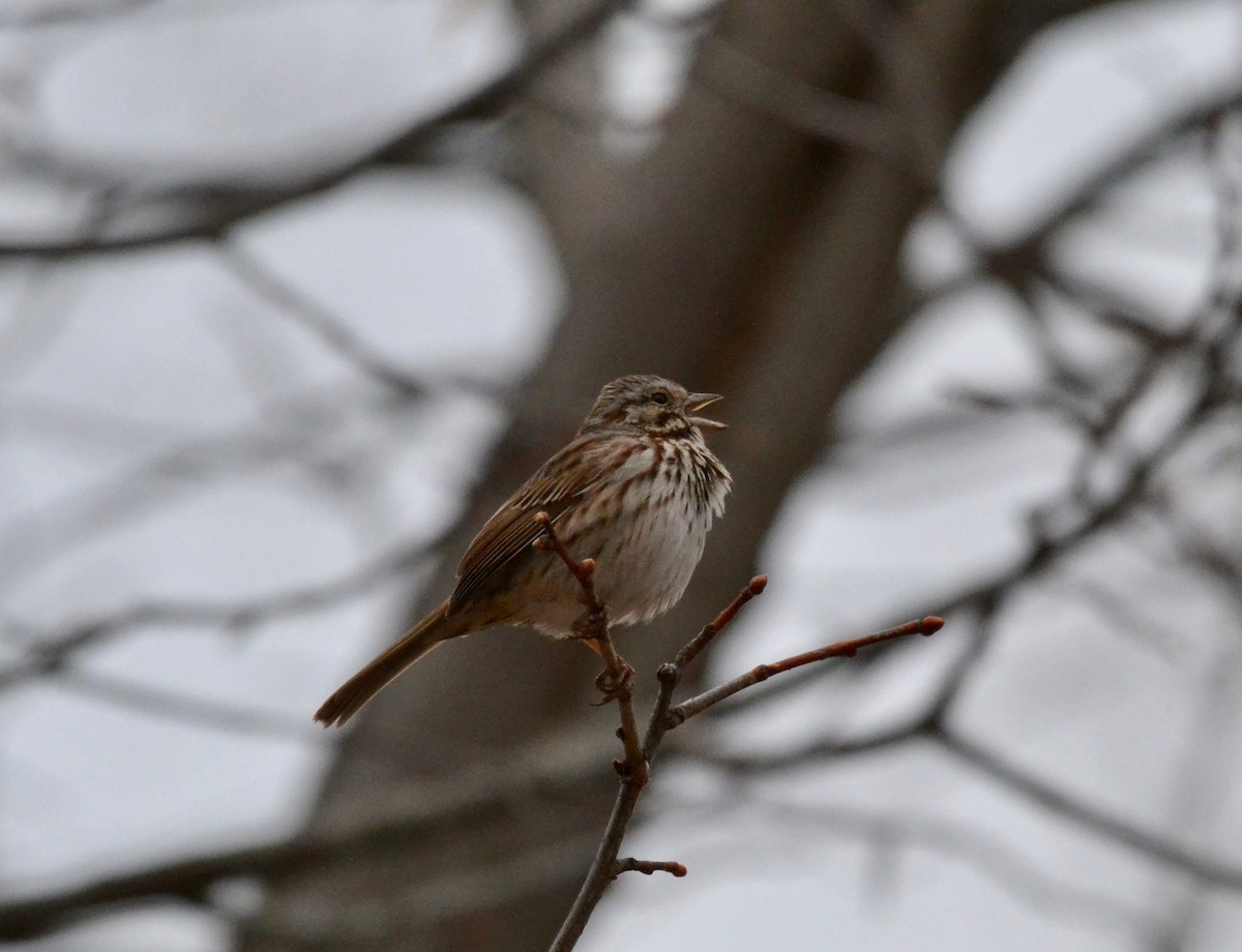 Song Sparrow - ML222028391
