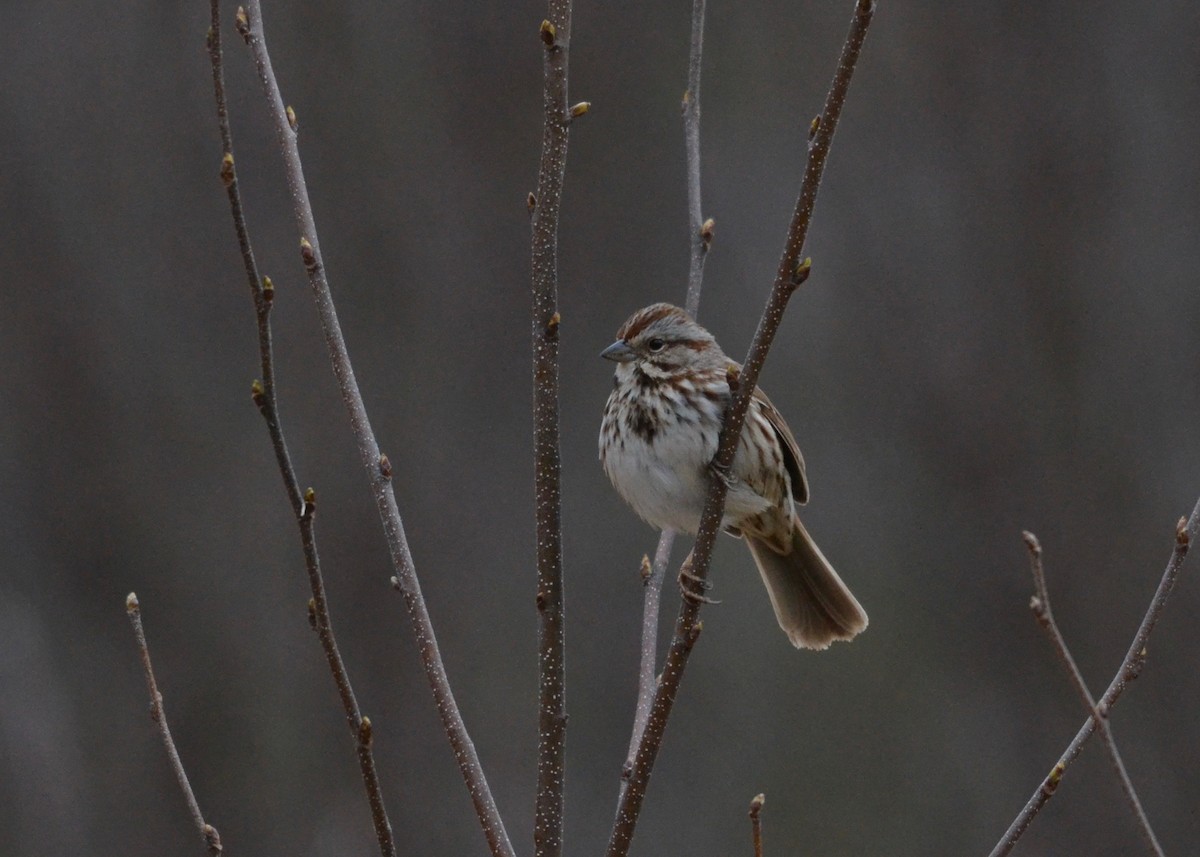 Song Sparrow - ML222028491