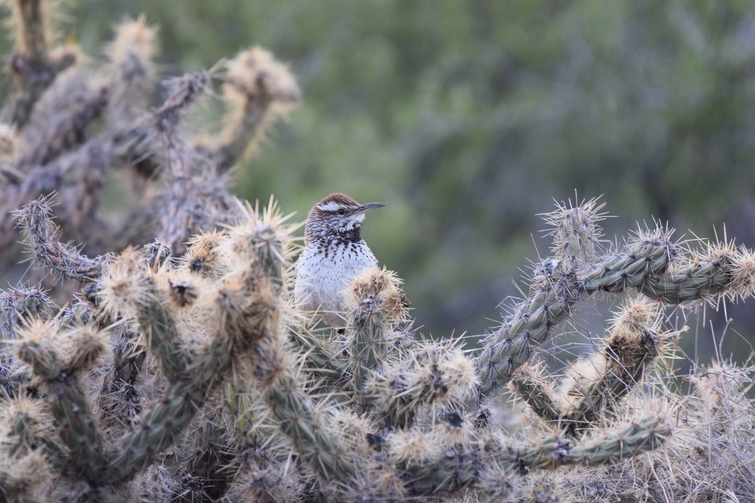 Cactus Wren - ML222028501