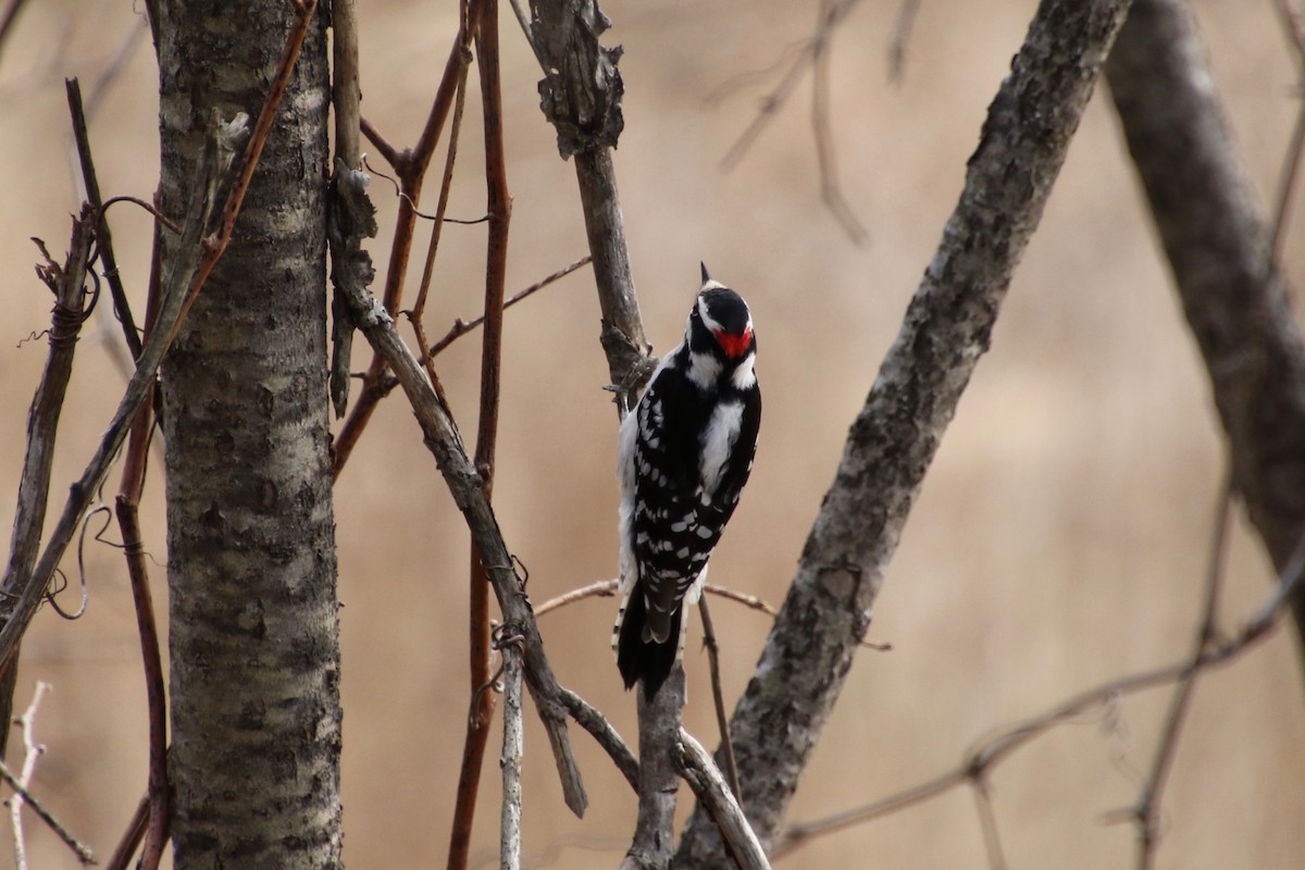 Downy Woodpecker - E R