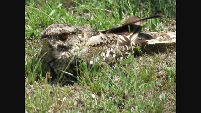 Scissor-tailed Nightjar - ML222030081