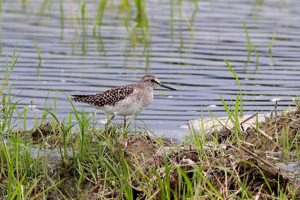 Wood Sandpiper - ML222032901