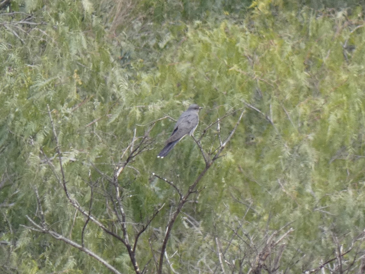 Common Cuckoo - ML222034781