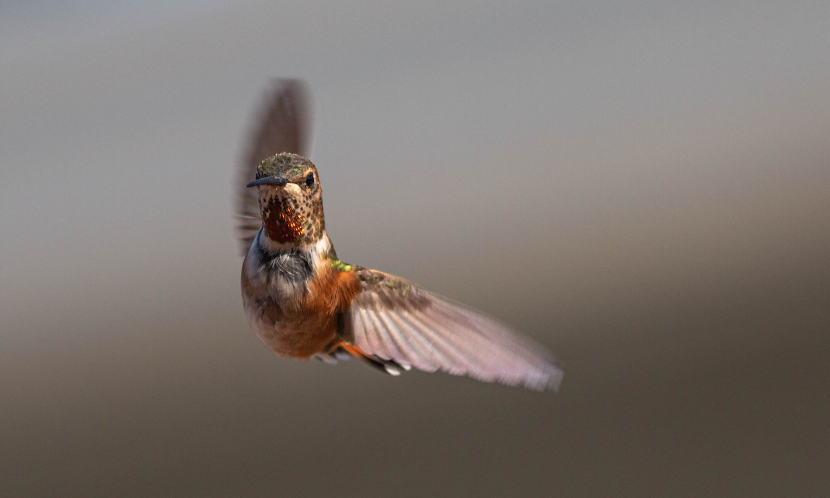 Rufous/Allen's Hummingbird - ML222035811