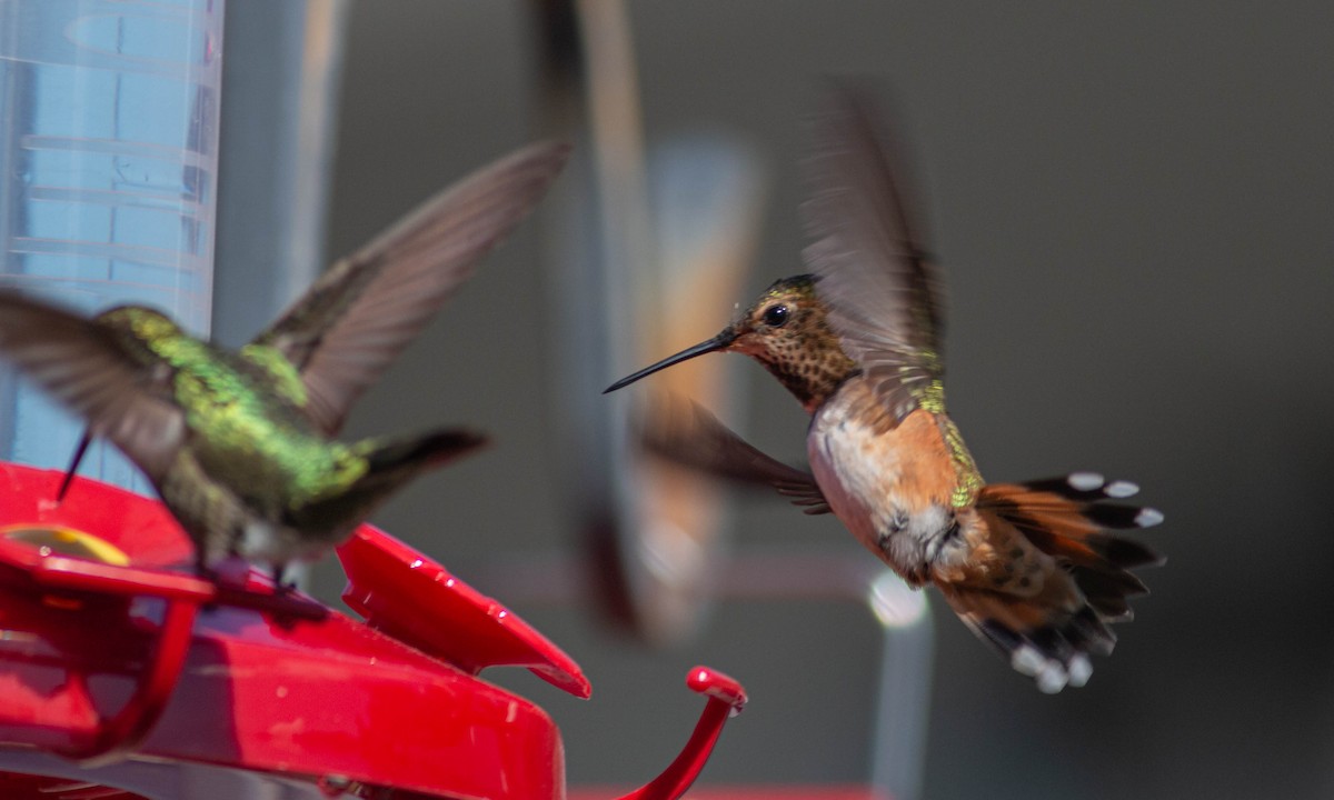 Rufous/Allen's Hummingbird - ML222035821