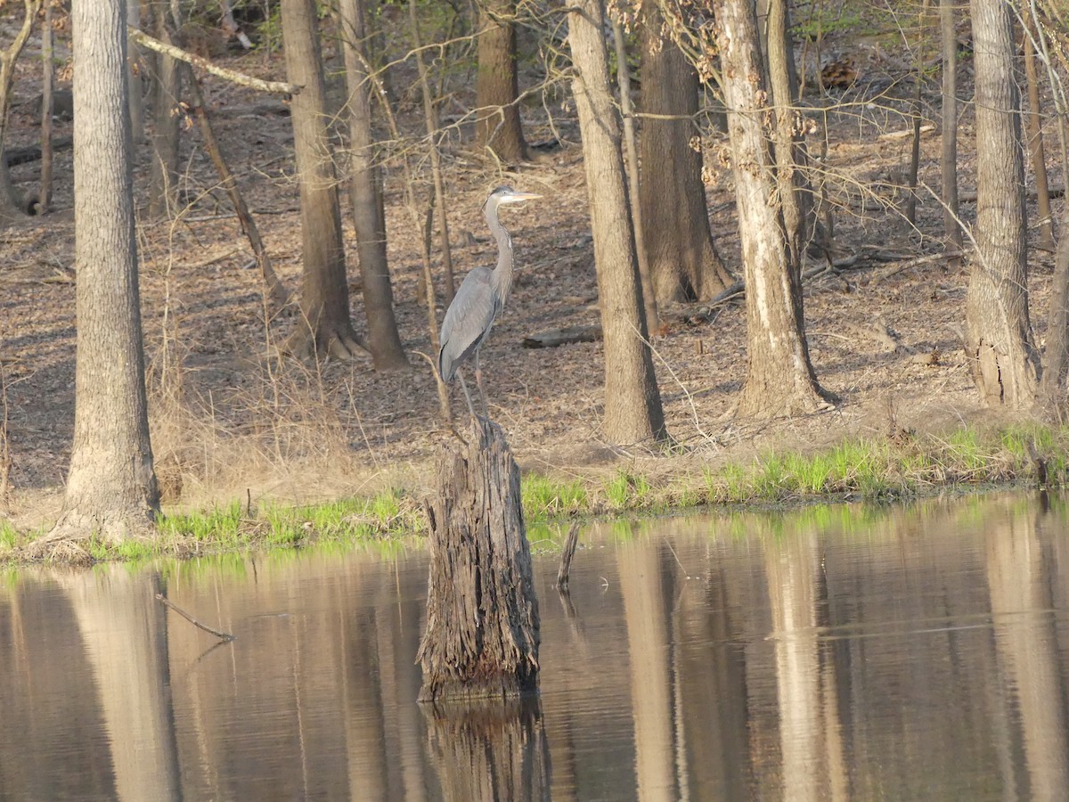 Great Blue Heron - ML222037891