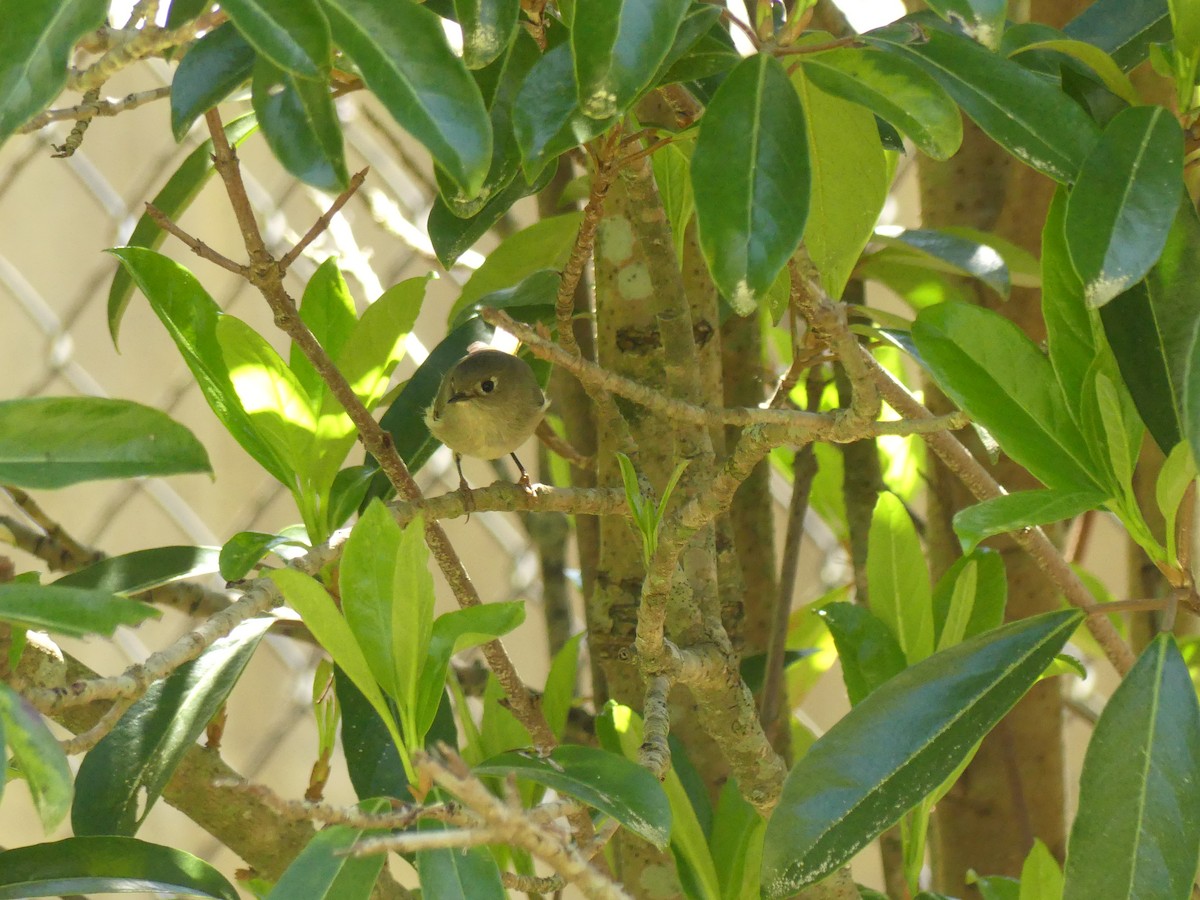 Ruby-crowned Kinglet - ML222038211