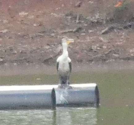 Double-crested Cormorant - ML222038901