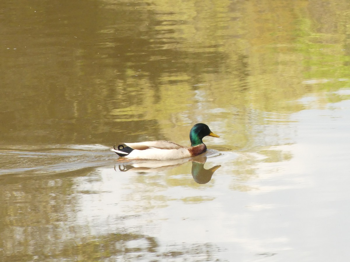 Mallard - ML222038921