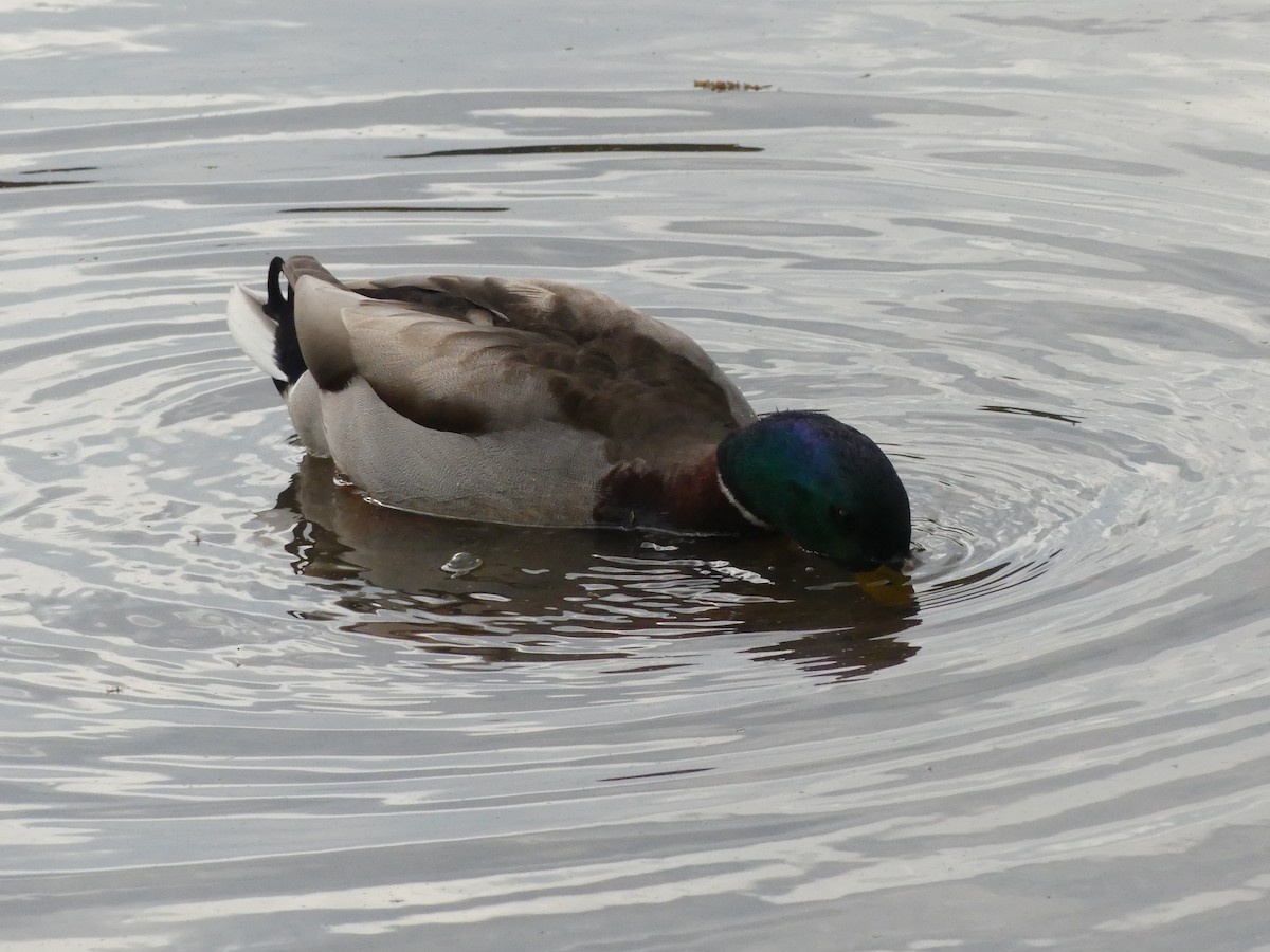 Mallard - ML222038981