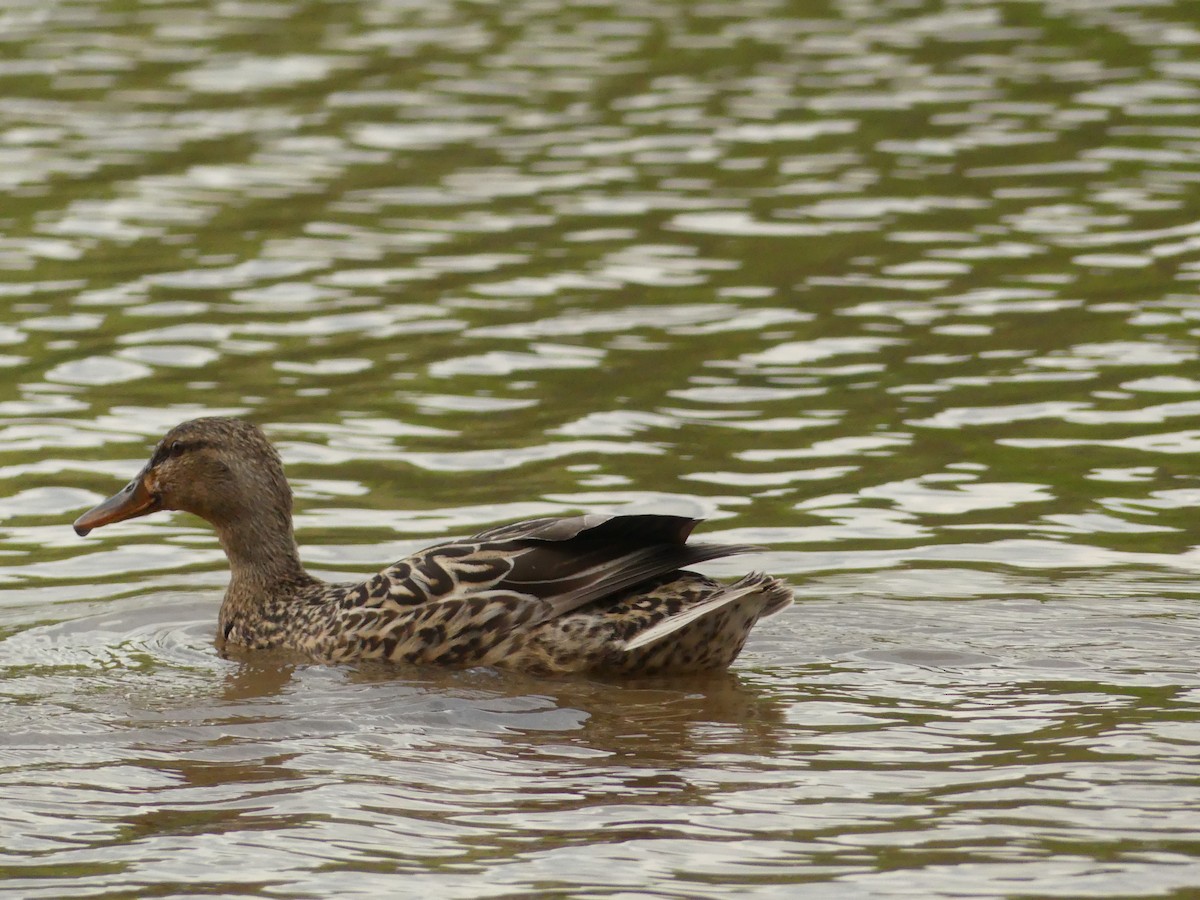 Mallard - ML222039041