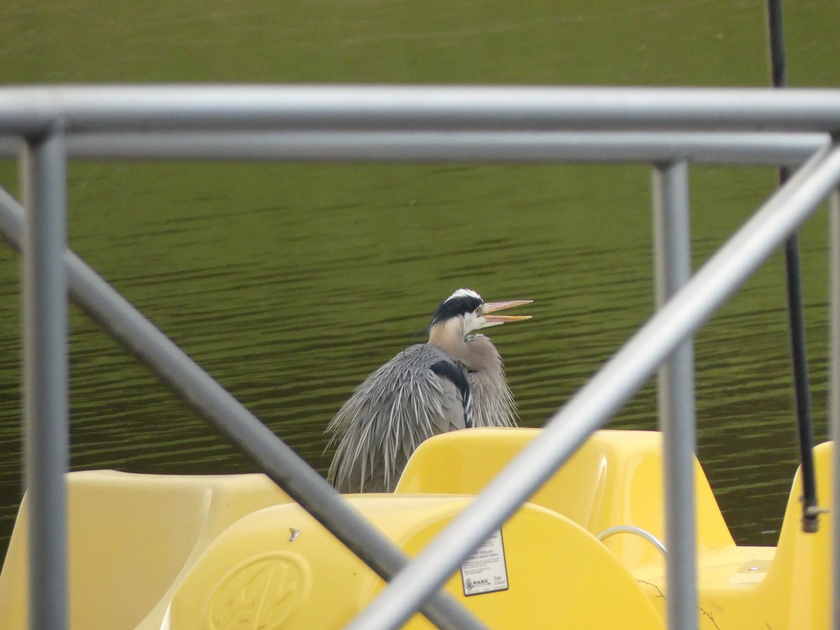 Great Blue Heron - ML222039301