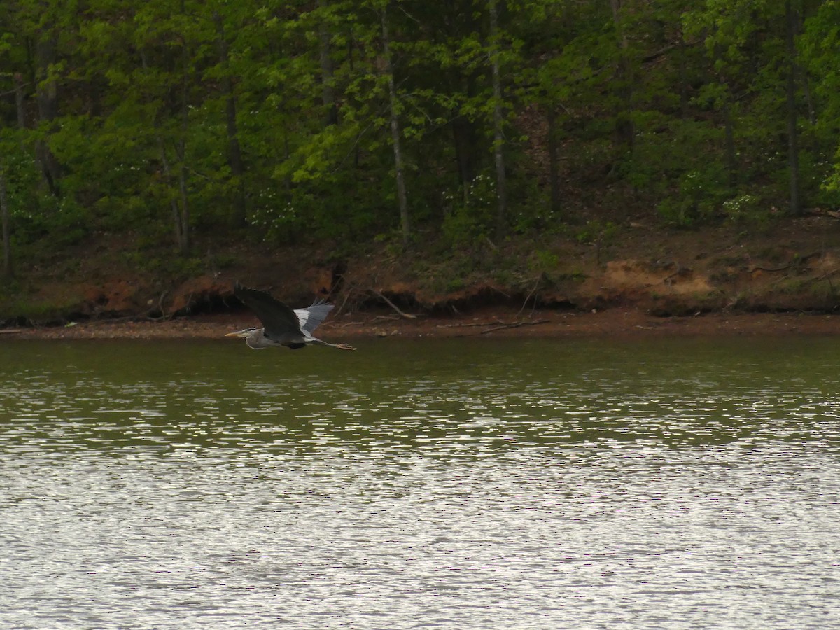 Great Blue Heron - ML222039401