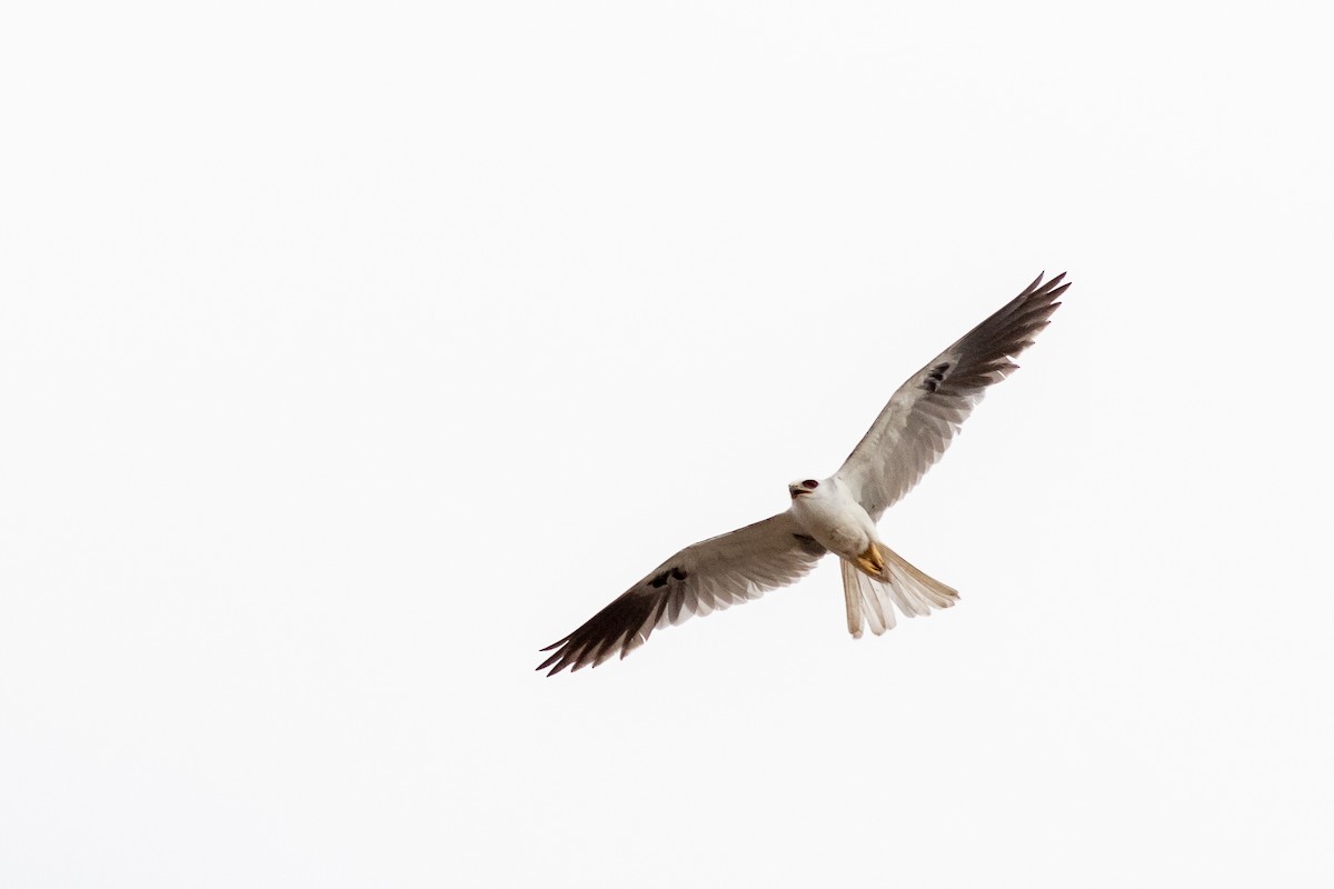 White-tailed Kite - ML222039781