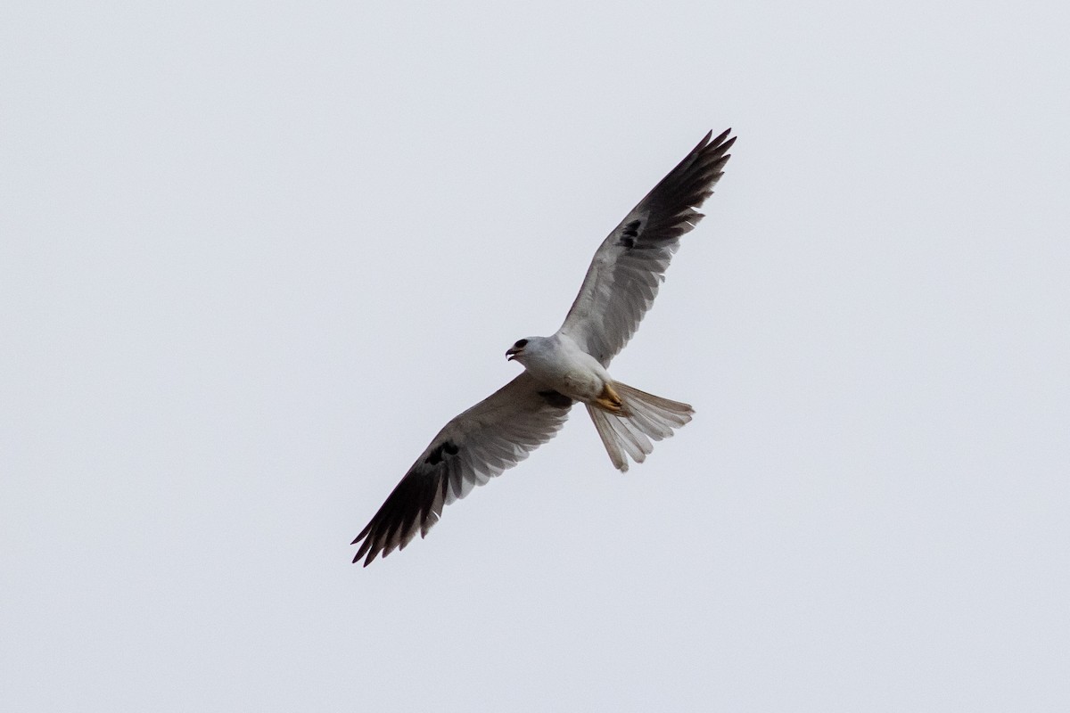 White-tailed Kite - ML222039961