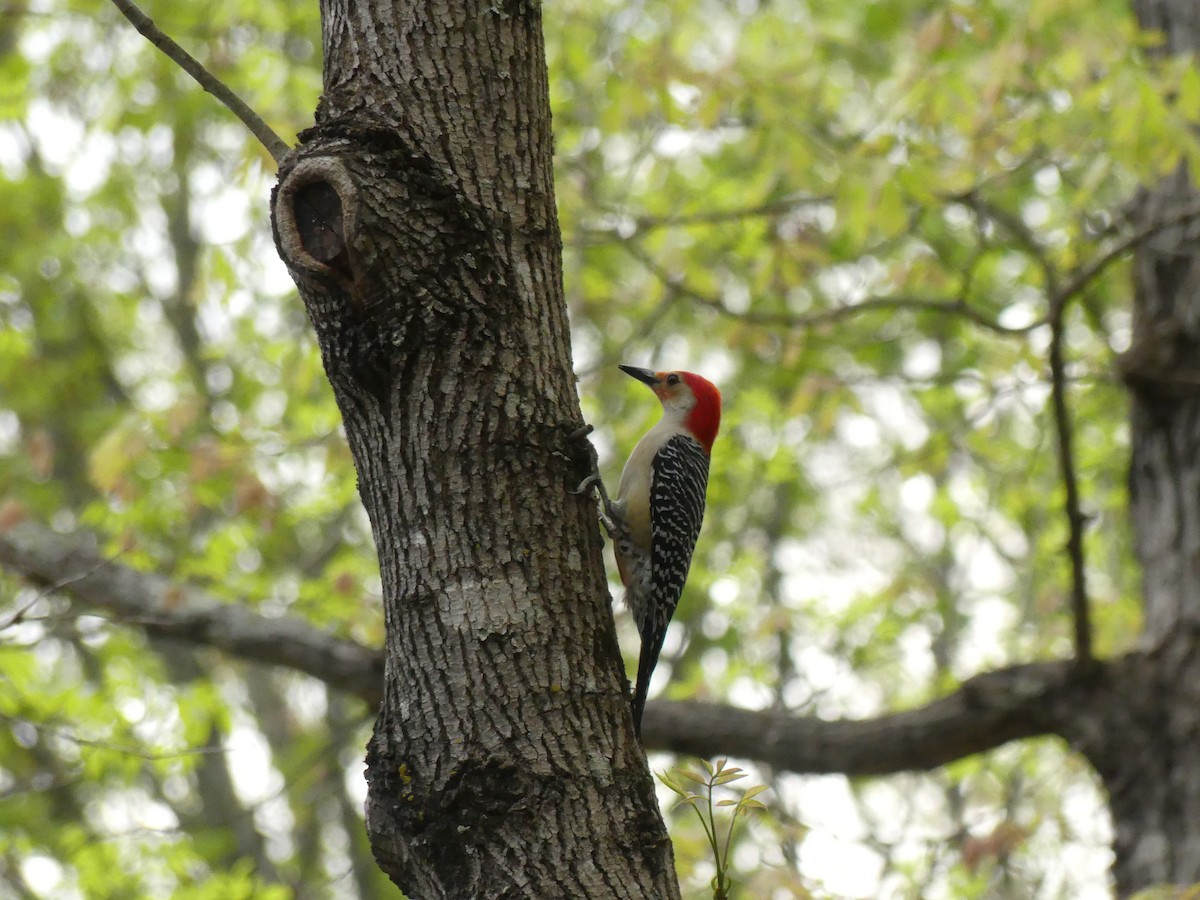 Red-bellied Woodpecker - ML222040071