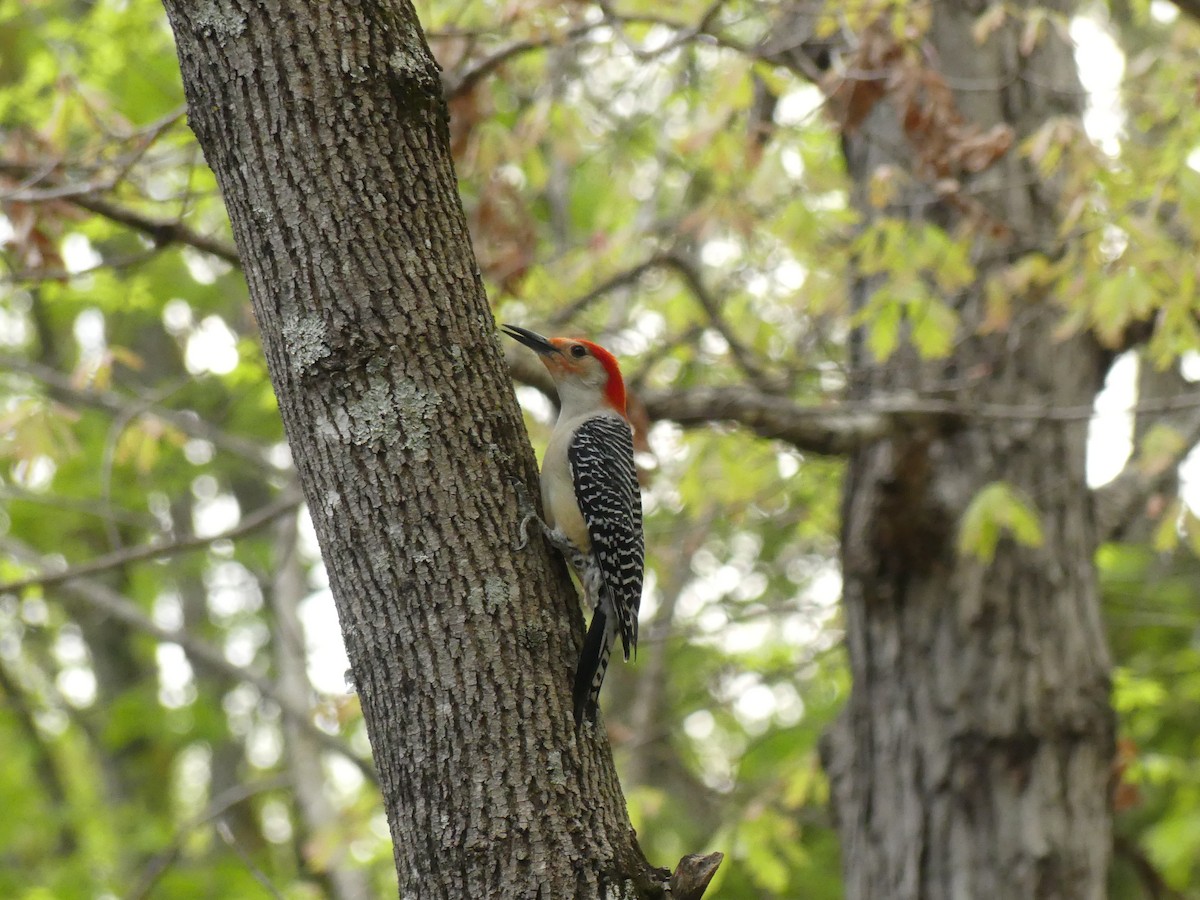 Red-bellied Woodpecker - ML222040081