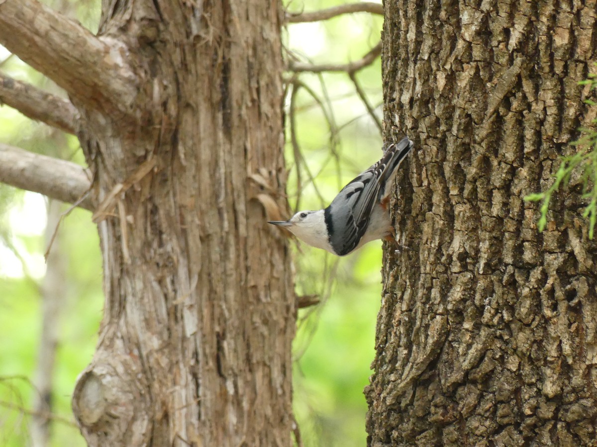 White-breasted Nuthatch - ML222040281