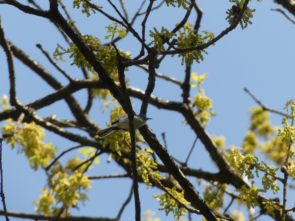 Blue-gray Gnatcatcher - ML222040421