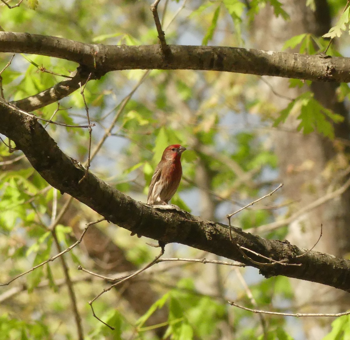 House Finch - ML222040521