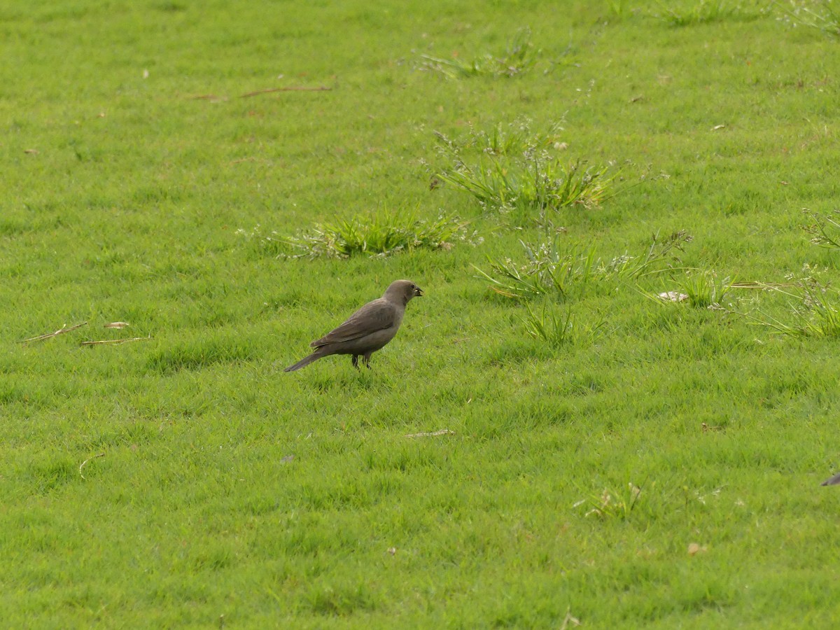 Brown-headed Cowbird - ML222040751