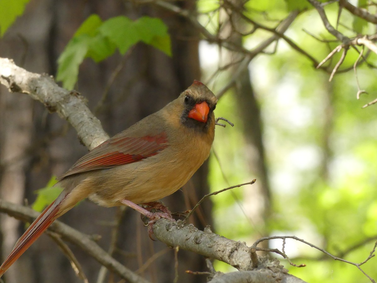 Northern Cardinal - ML222041191