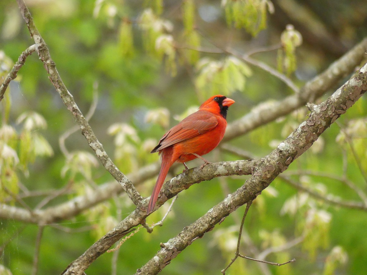Northern Cardinal - ML222041271
