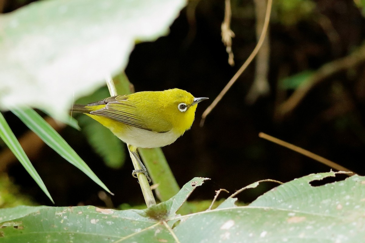 white-eye sp. - ML222041571