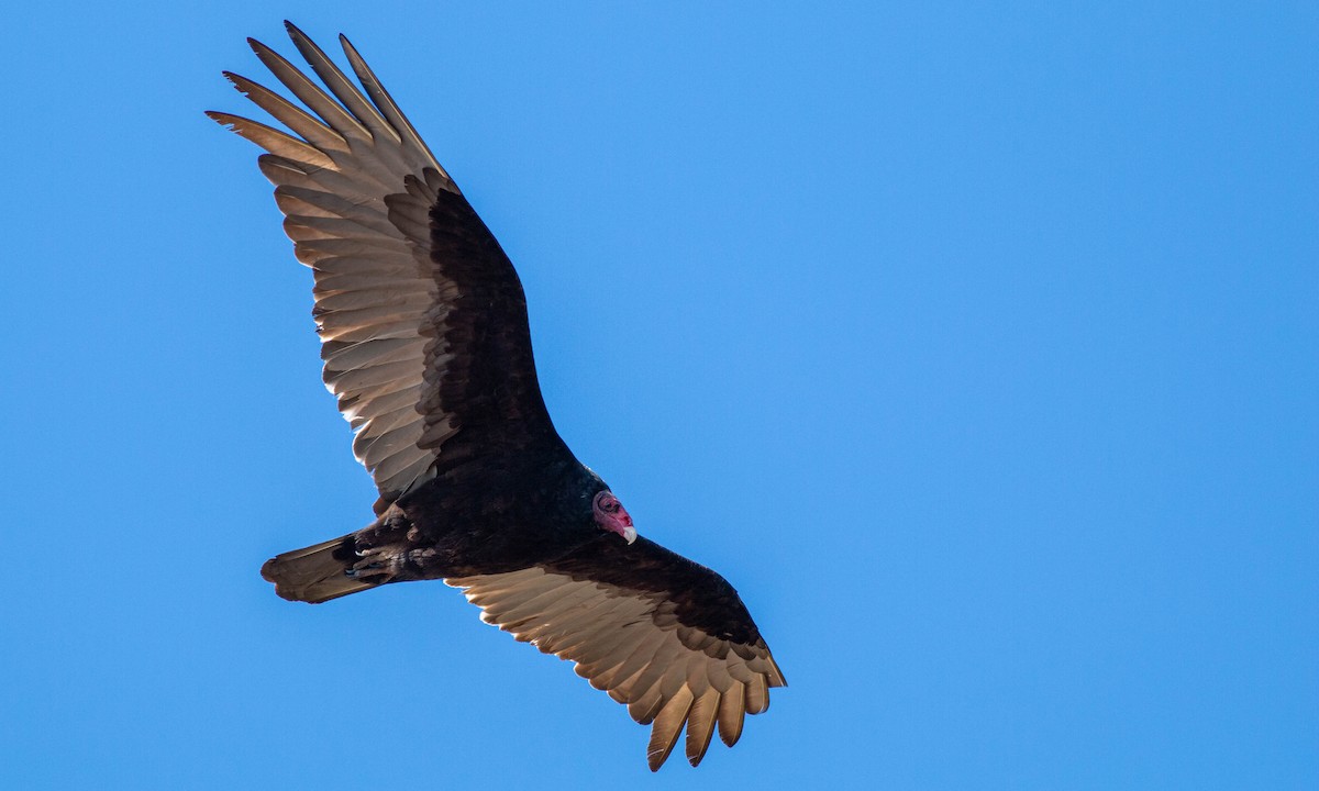 Turkey Vulture - ML222042421