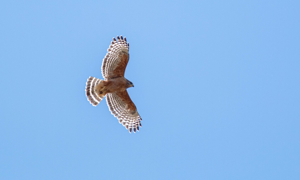 Red-shouldered Hawk (elegans) - ML222043231