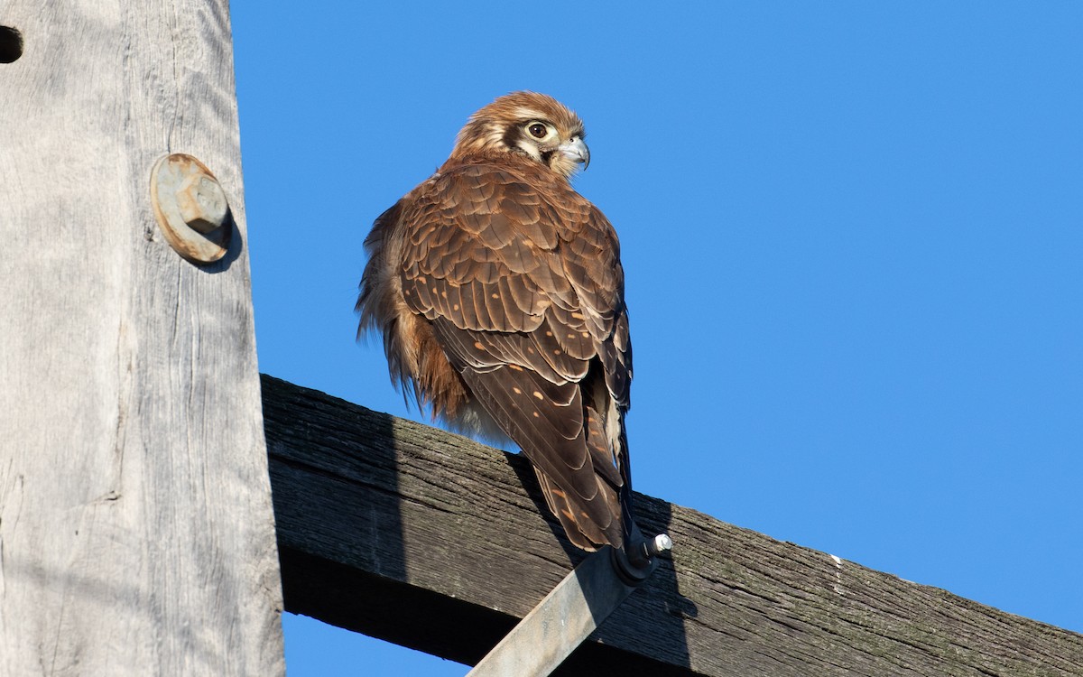 Brown Falcon - James Kennerley