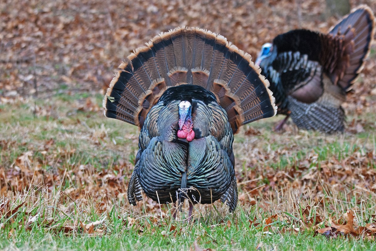 Wild Turkey - Andrew Simon