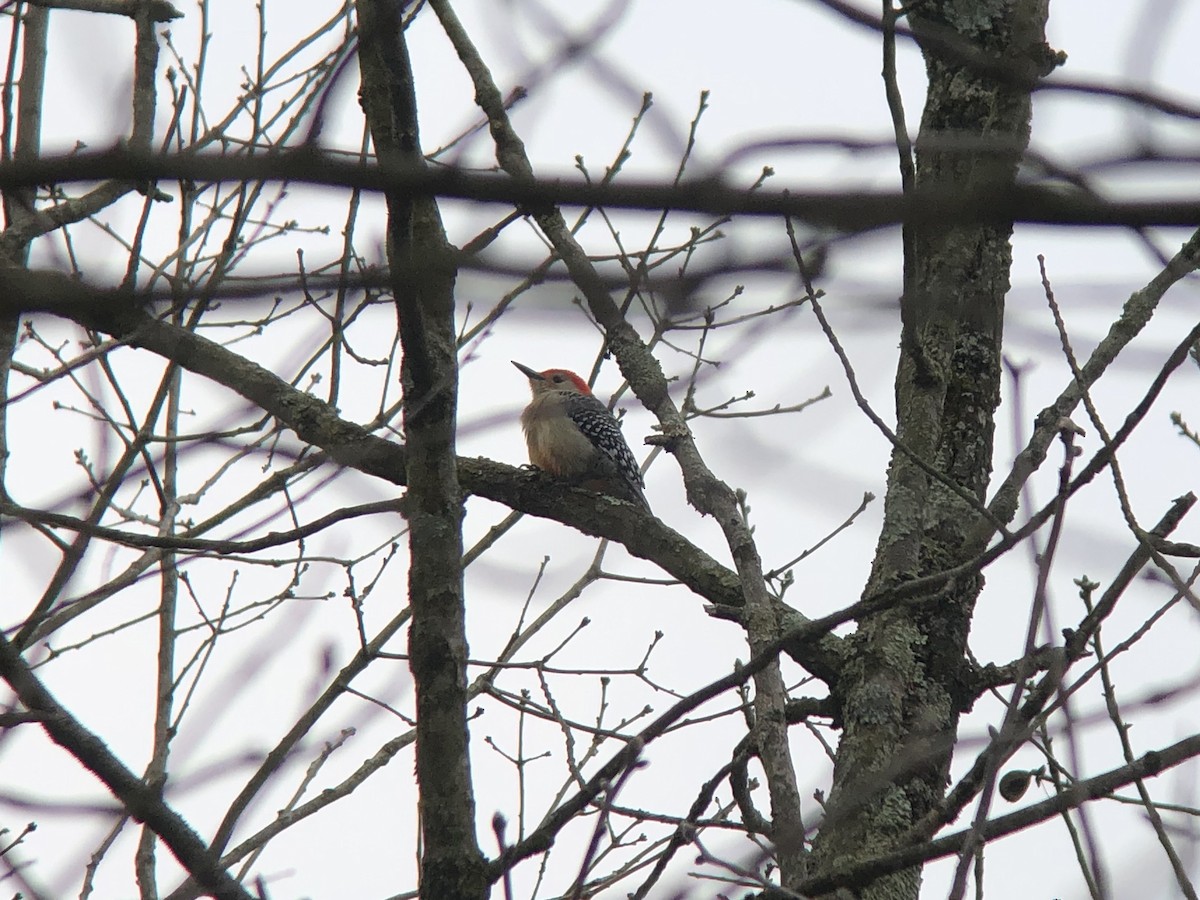 Red-bellied Woodpecker - Frank Dickman