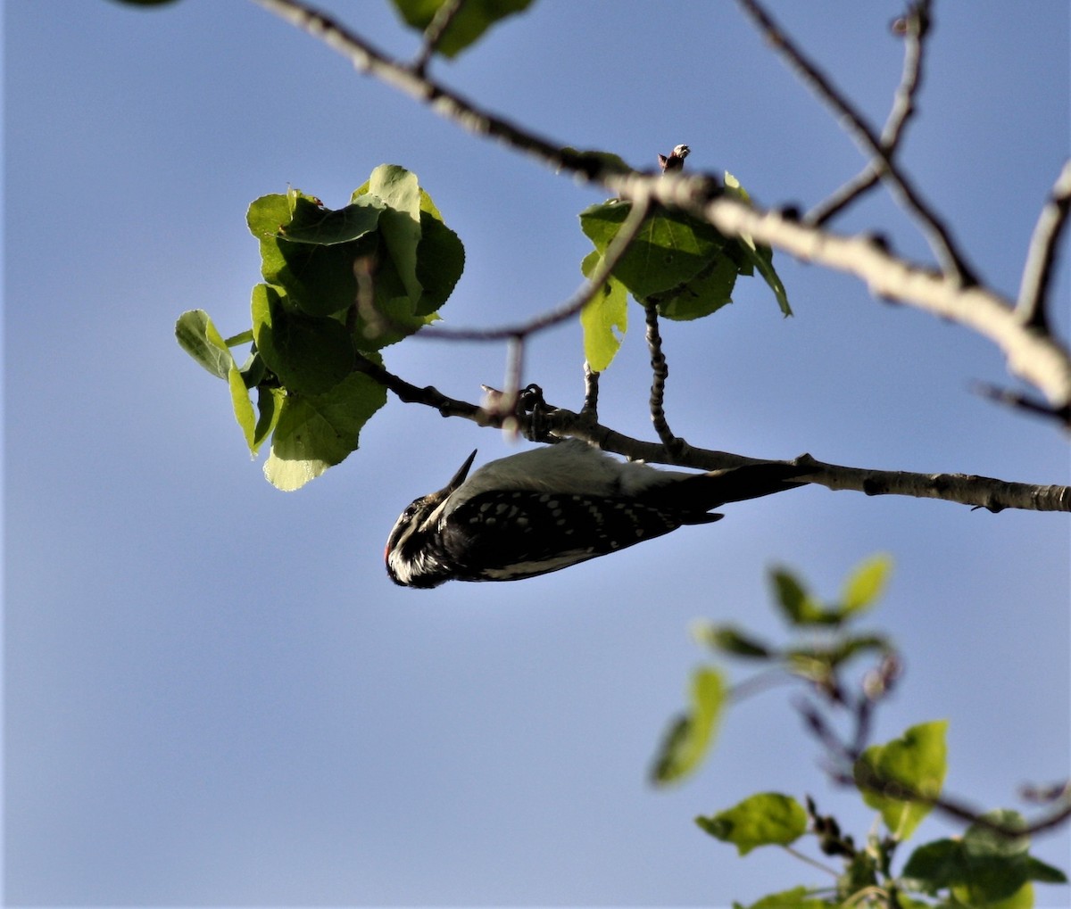 Hairy Woodpecker - ML222045491