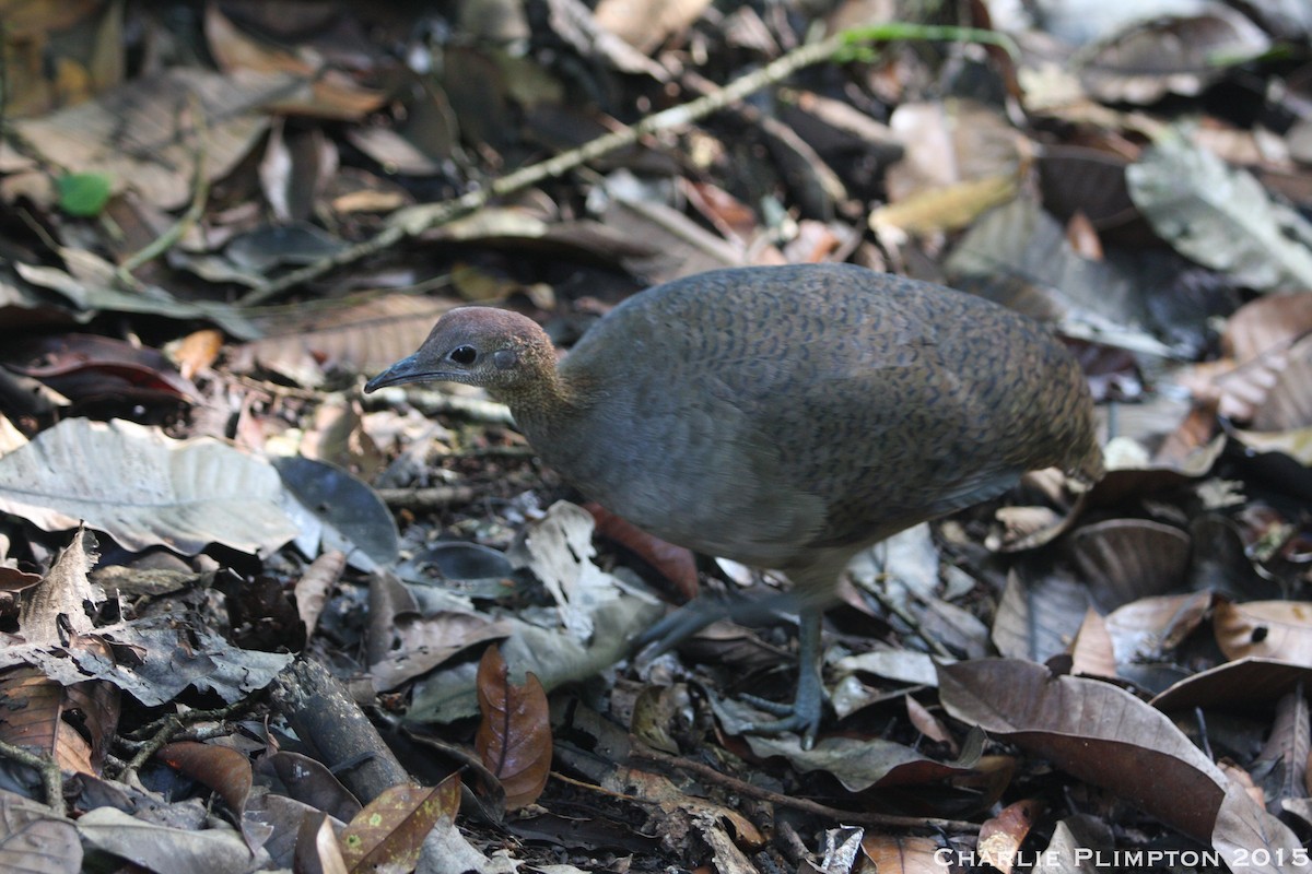 Great Tinamou - ML22204701