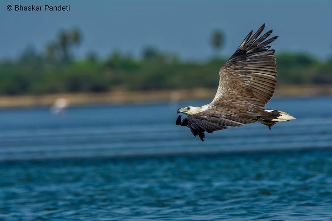 White-bellied Sea-Eagle - Bhaskar pandeti