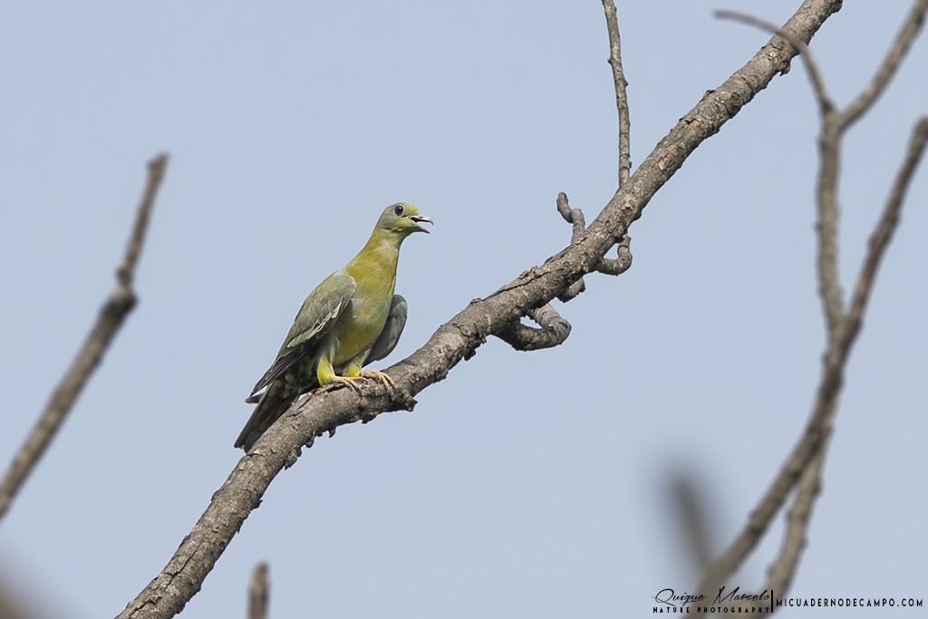 Yellow-footed Green-Pigeon - Quique Marcelo