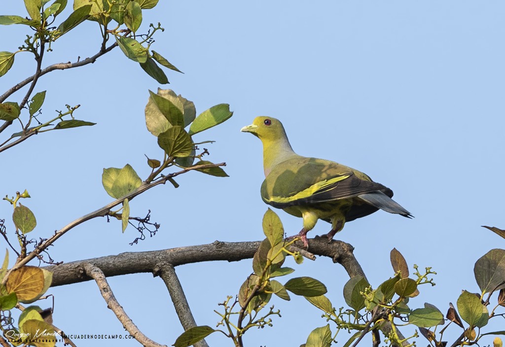 Orange-breasted Green-Pigeon - Quique Marcelo