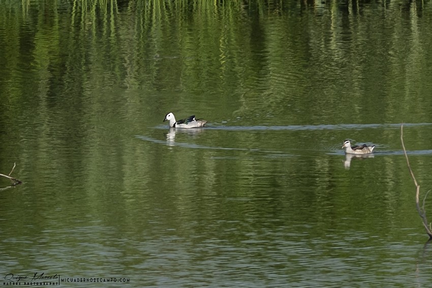 Cotton Pygmy-Goose - ML222048411