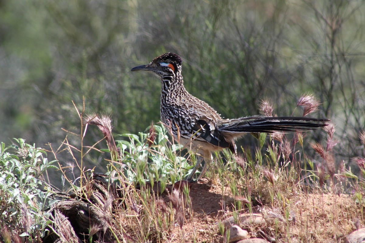 Correcaminos Grande - ML222048951