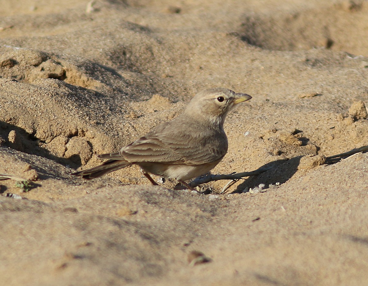 Desert Lark - ML222048991