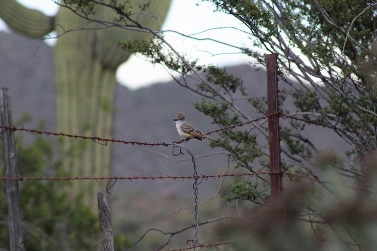 Ash-throated Flycatcher - ML222049671