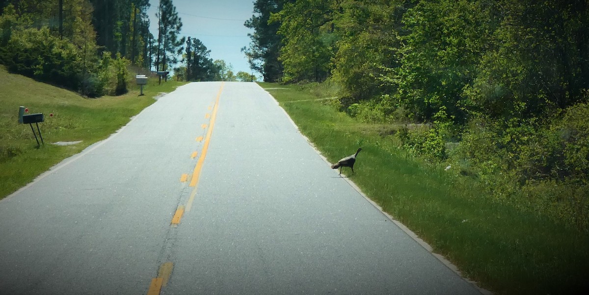 Wild Turkey - Sondra Lee Walling