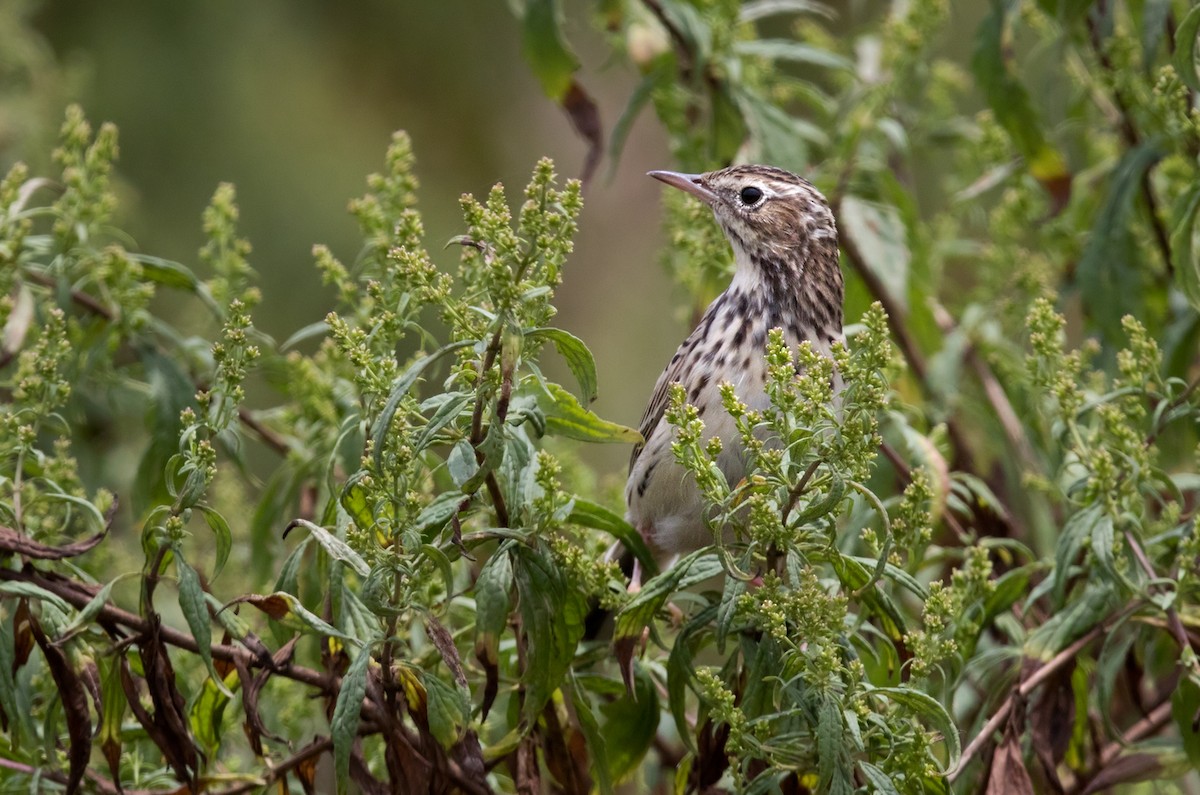 Peruvian Pipit - ML222052541