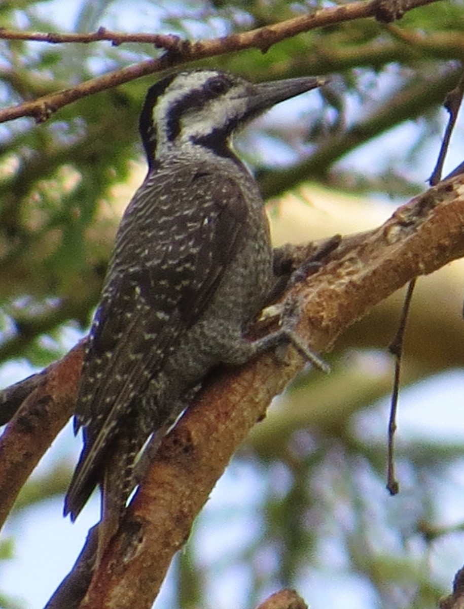 Bearded Woodpecker - ML22205301